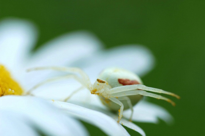 Goldenrod Crab Spider