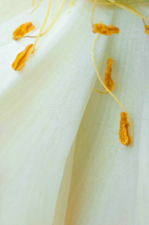 Peony Stamins