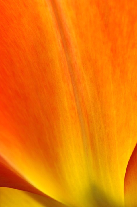 Orange Tulip Light