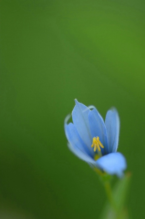 Pointed Blue-eyed Grass