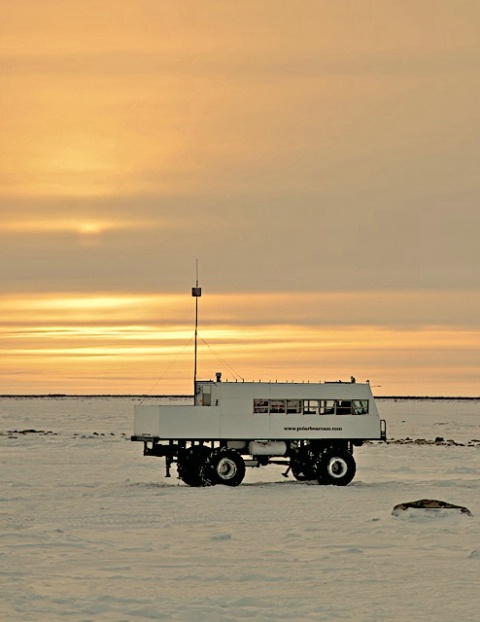 Morning on Tundra with Polarbearcam.com