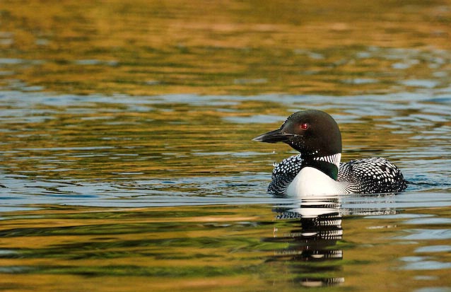 Loon posing, Cranberry Portage