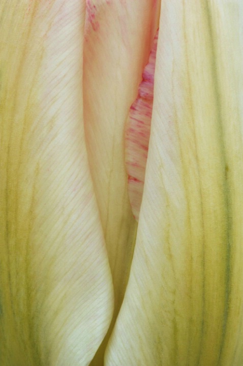 Pink and Green Tulip Portrait