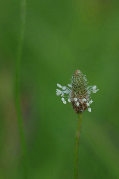 English Plantain