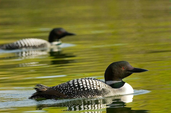 Loon couple 
