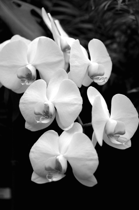 B&W22 Orchids