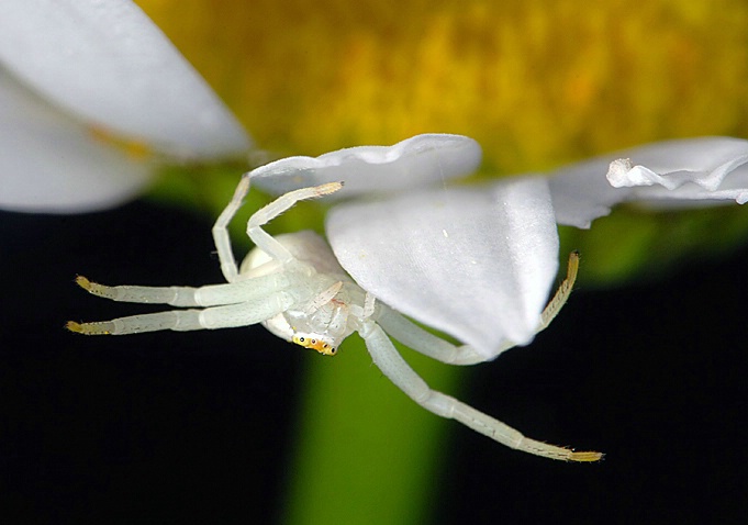 Tiny Spider on Daisy Petal