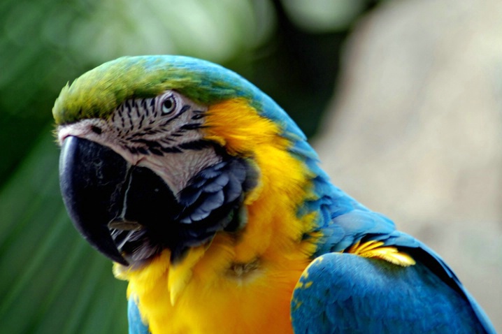 Blue and Yellow Parrot