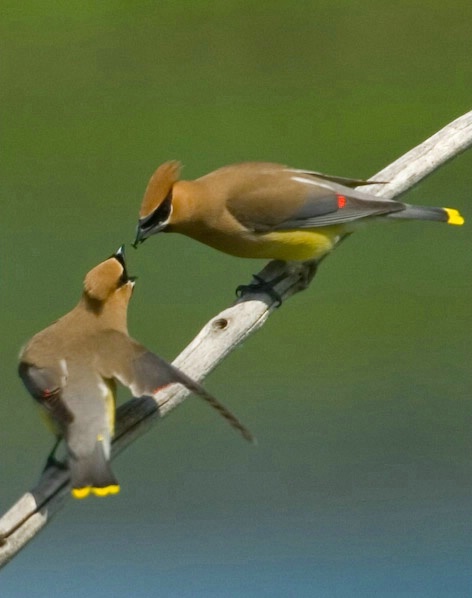 Feeding time