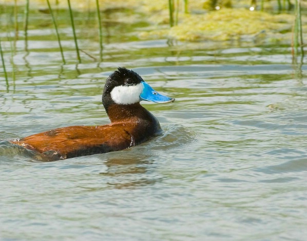 Ruddy Duck