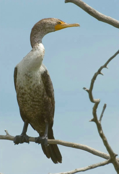 Double Crested Cormorant