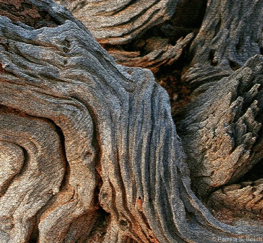 Twisted Desert Wood at Sunset