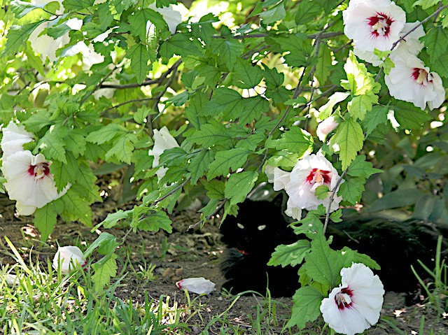 Hiding in the Hibiscus