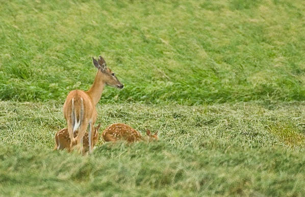 Deer 03