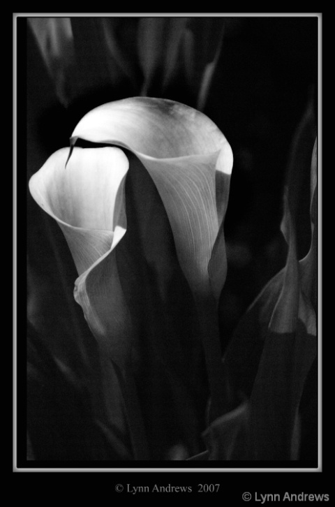 Lilies in BW