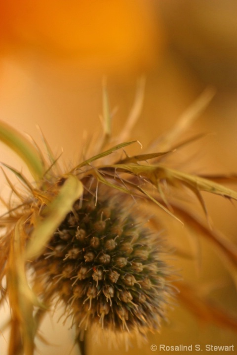 thistle