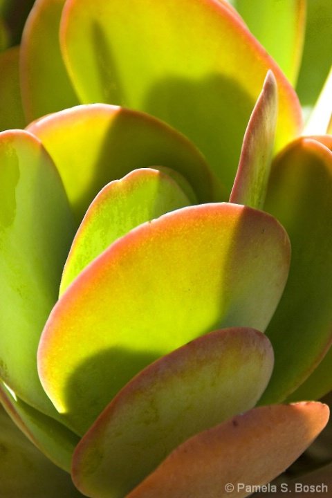 Glowing Succulent