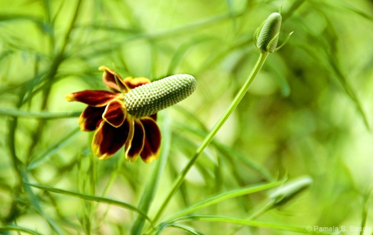 Mexican Hat Cone Flower