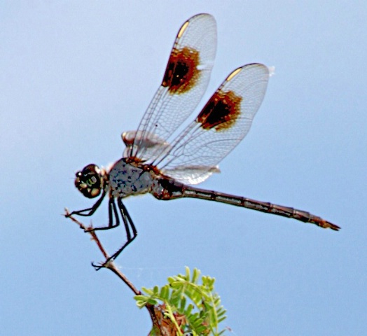 Dragonfly on small branch