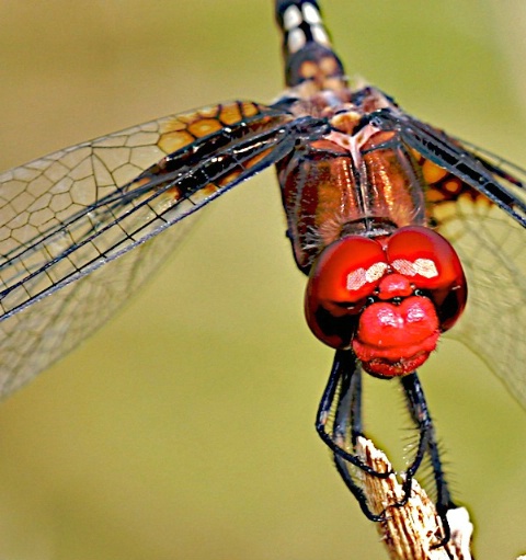 Dragonfly head