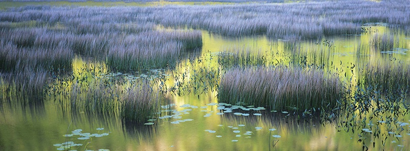 Grasses & Reflection, Acadia National Park
