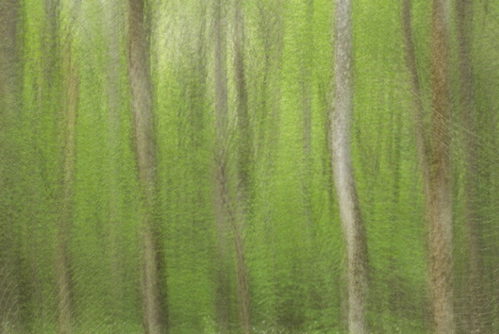 Spring Trees Multiple Exposure 6062