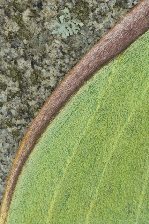 Luna Moth on Rock 6833