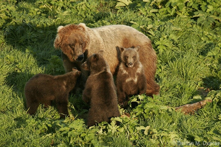 Mama Bear and 3 Babies