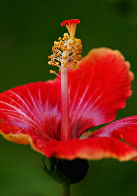 Hibiscus Beauty