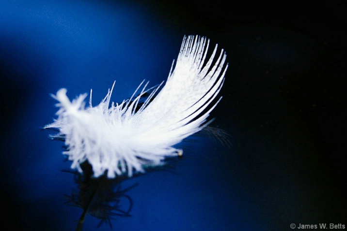 duck feather