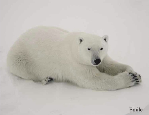 Polar Praying Paws
