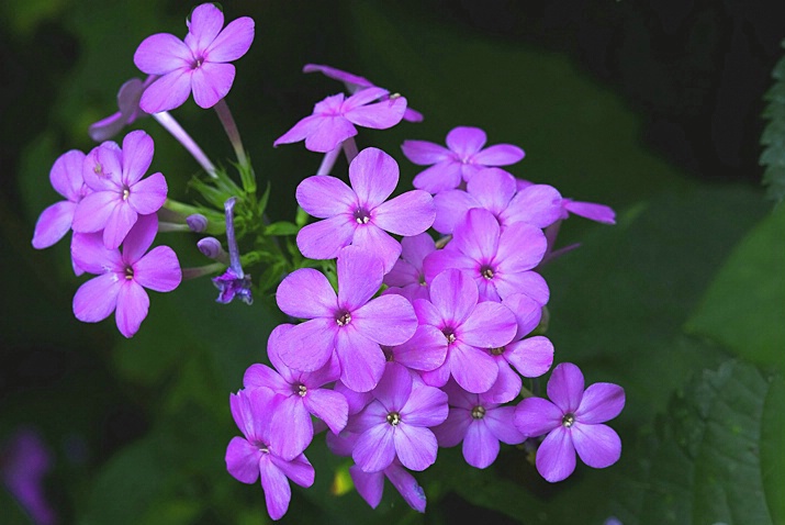 Wild Smooth Phlox