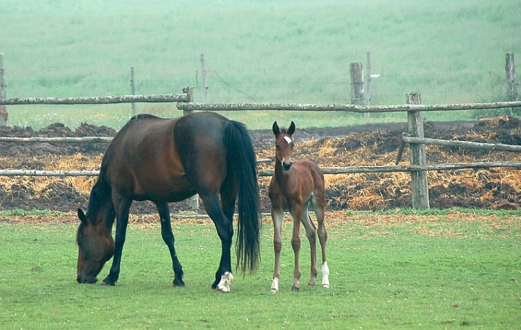 Pei_70