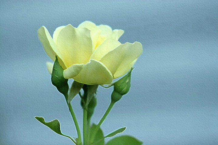 The Yellow Rose of Texture