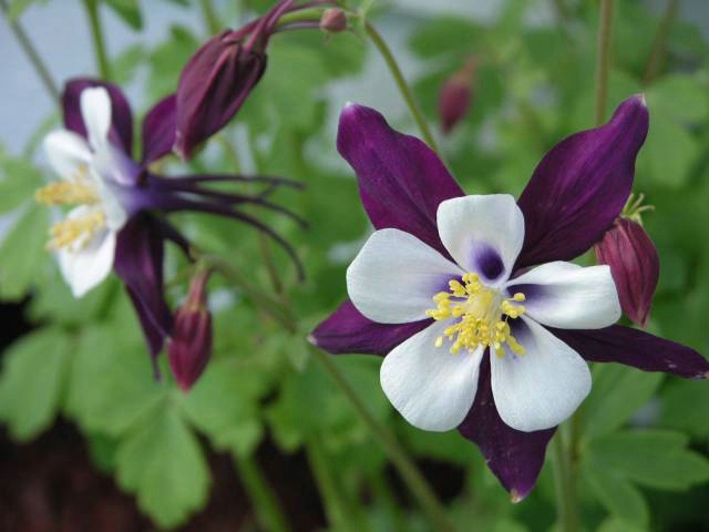 Rocky Mountain Columbine