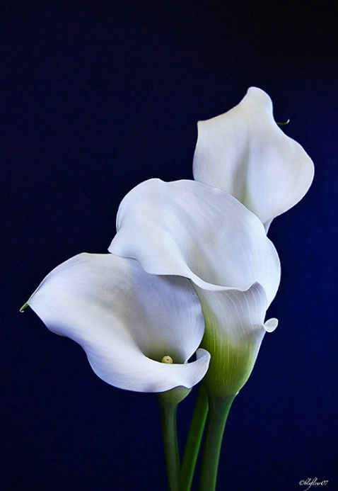 The Same Three Callas