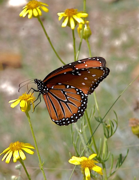 Monarch and the Maximillian Sunflower