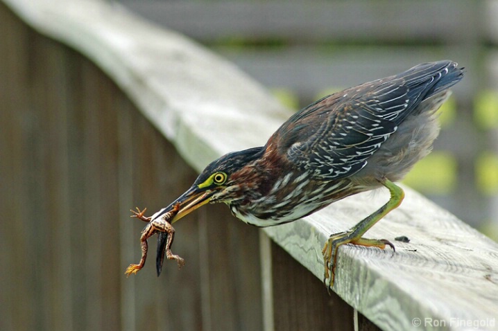 Green Heron - Today's Meal