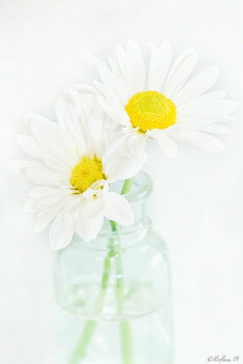 Today's Daisies