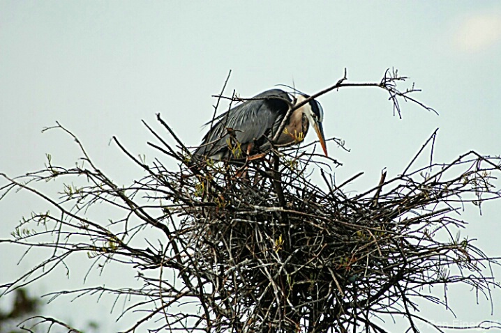 Great Blue Heron in nest