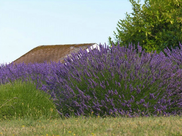 Lavender fields, WA