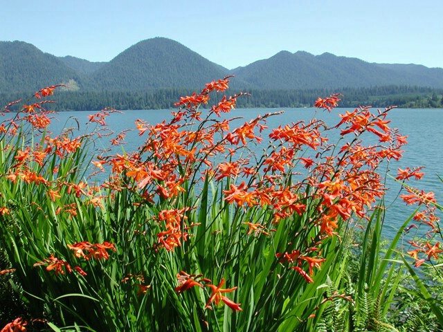 Lake Quinault colors