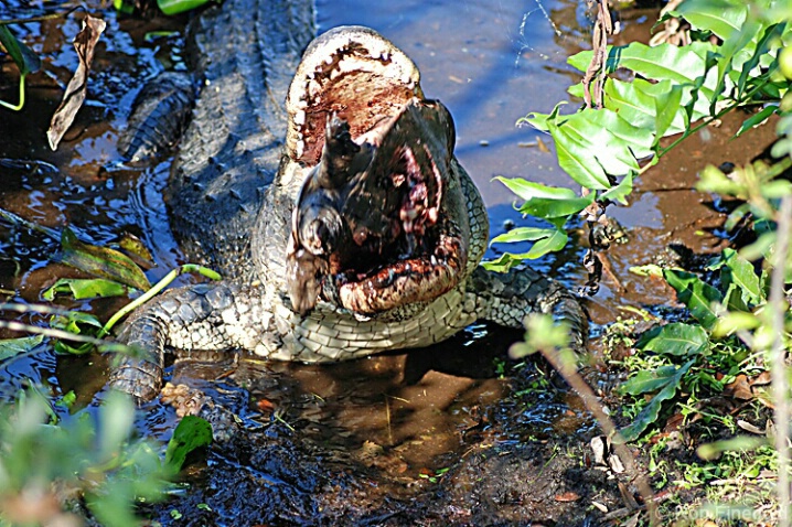 Alligator eating Turtle
