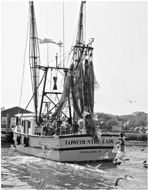 Shem Creek-19