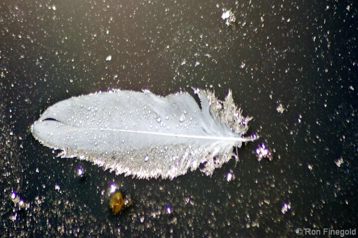 Is it a feather, a fish or a UFO?  