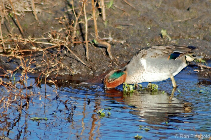 Taking a Drink-Green winged Teal  