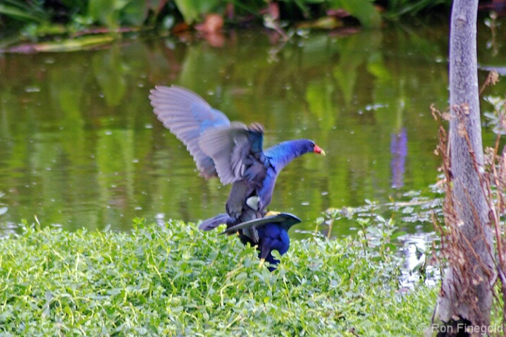 Purple Gallinules mating         