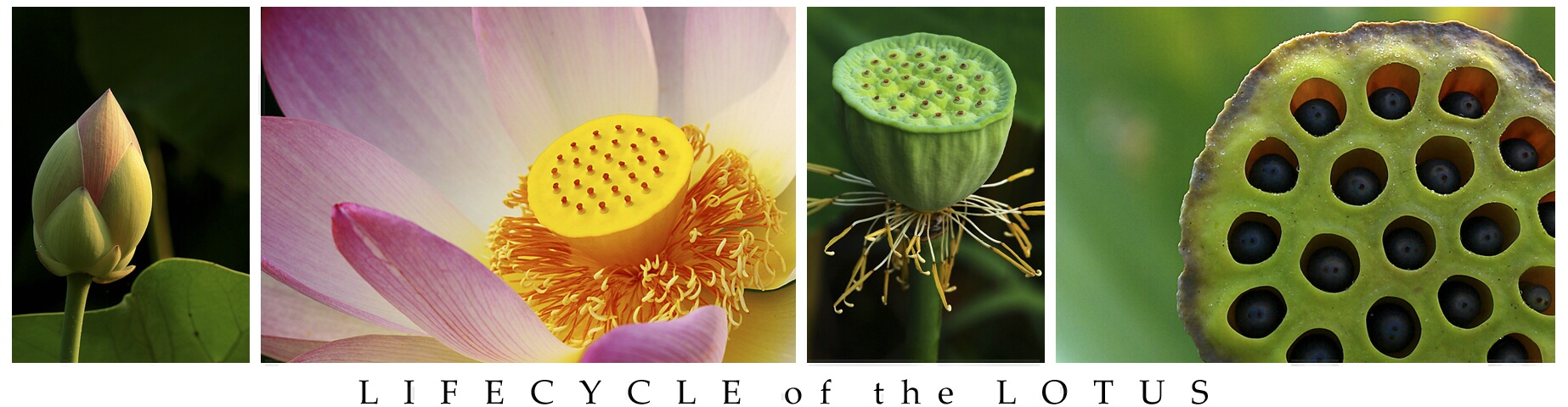 Lotus Lifecycle