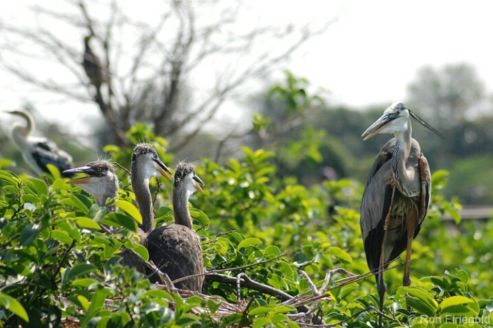 Great Blue Heron in nest with 3 chicks 