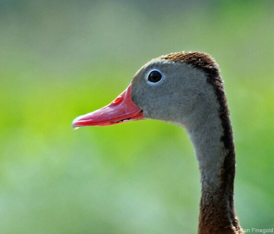 Black bellied Whistling Duck      